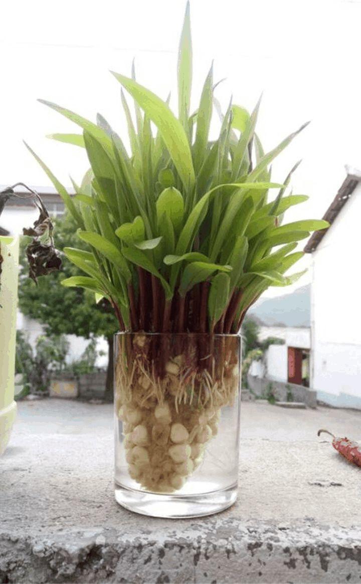 玉米棒子插水里, 7天长成小盆栽, 邻居看了都惊奇!