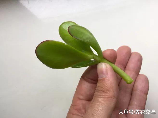 剪一段玉树的枝条快速繁殖成新的盆栽, 做好这几部就行了