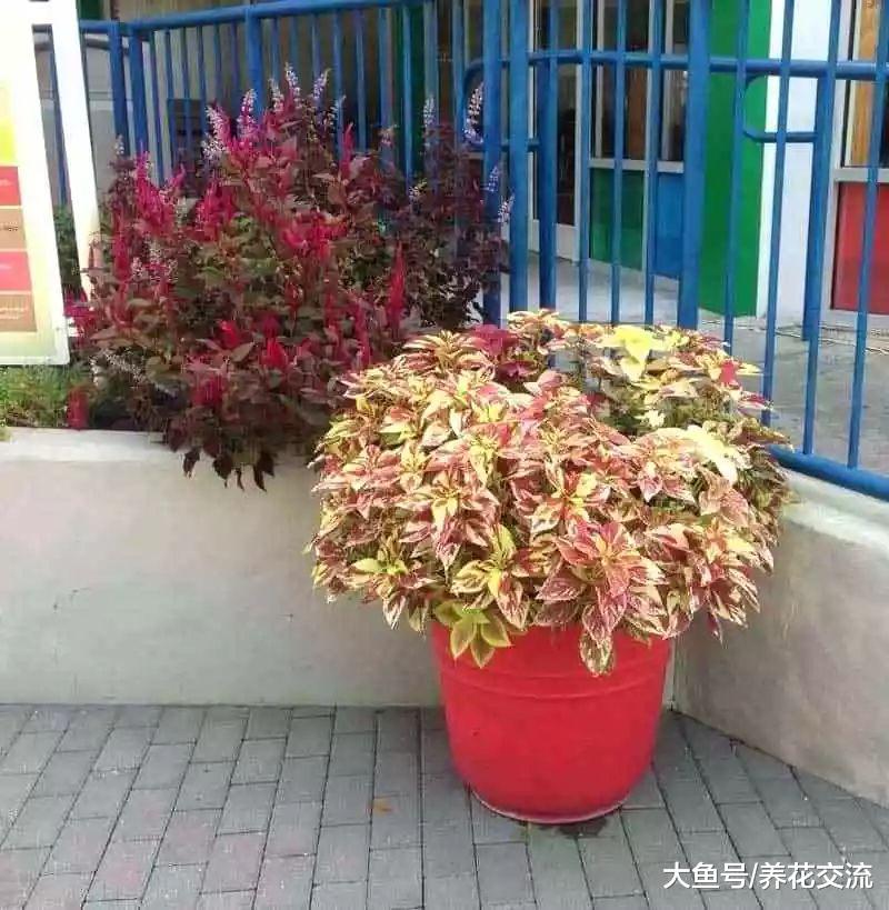 在室内养的彩叶草也能开出灿烂的花朵, 讨人喜欢的观叶植物