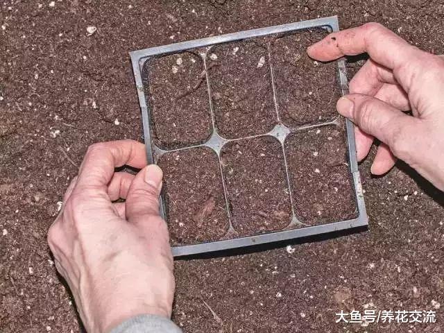 室内播种要注意这些事项, 保证每种植物花卉更好地进行培育
