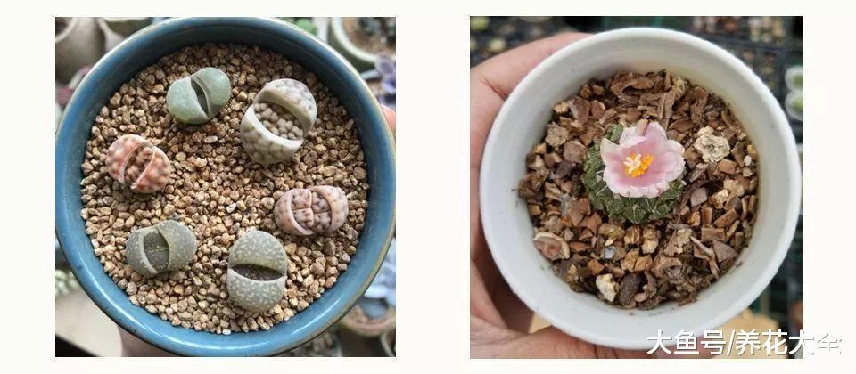 嫌弃多肉长得慢? 那就换一招, 长到花盆装不下!