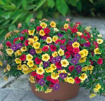 这6种花, 养1盆就“上瘾”, 摆客厅“红红火火”, 开花太赞