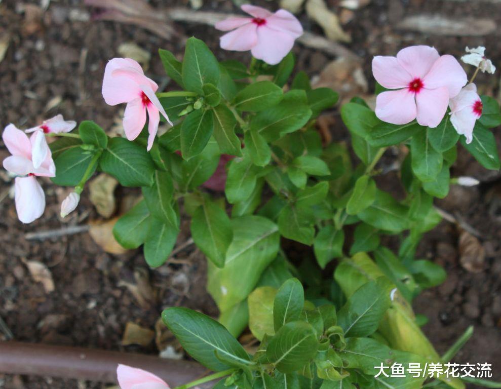 长春花越是暴晒花朵开得越旺盛, 没想到它是有毒植物