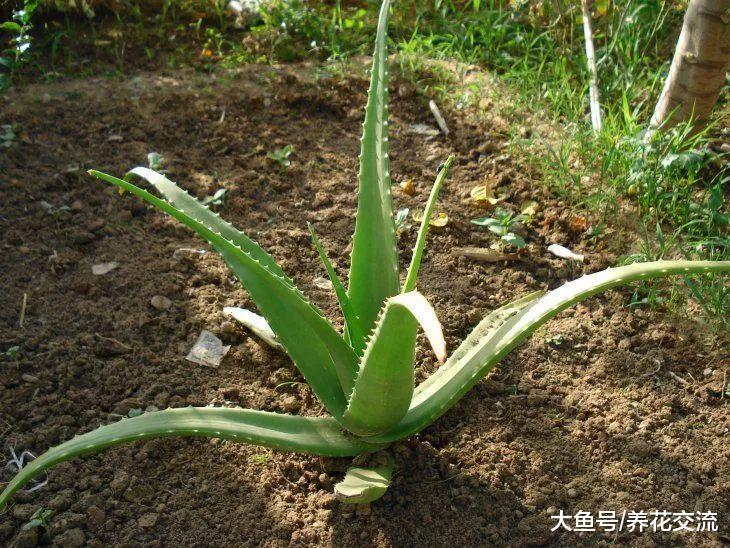 芦荟养得好能不断繁殖, 还能清除毒素, 提高室内的空气质量