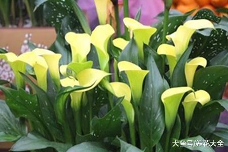 家里的马蹄莲有开花了, 这花真的有毒吗?