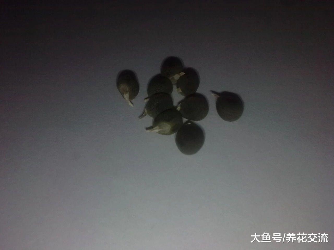 30多天种出不断开花结果的黄秋葵, 用一个大花盆就能养好