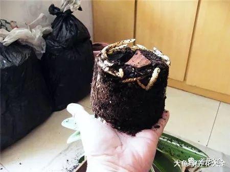 君子兰春天这么养, 一整年绿得流油, 开花爆盆不是事儿!