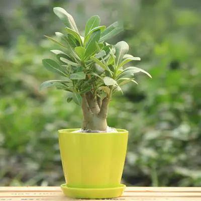 植物总是长不高? 多少肥, 多少水浇下去都没反应? 那你该这么做了!