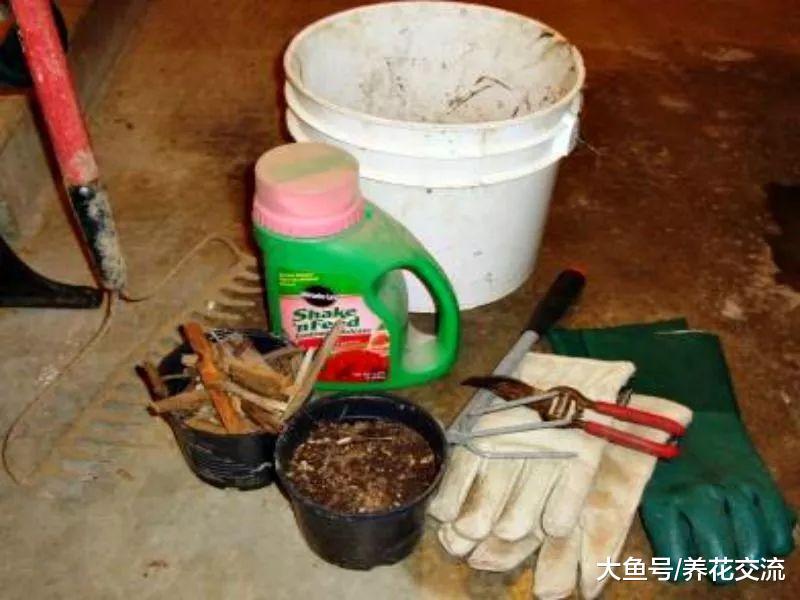 新手养的月季花特别容易挂掉, 做好下面这两点就非常关键