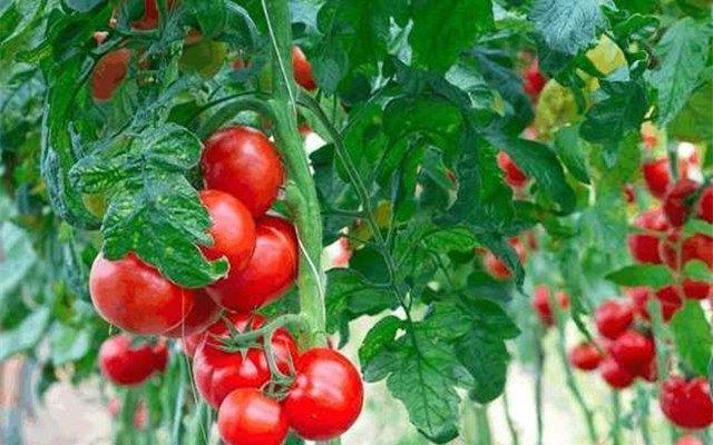 女人45岁以后, 这6种食物要多吃, 补充雌激素, “女人味”更足