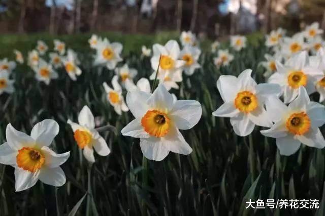 6种在春暖后盛放的鳞茎花卉, 适合秋天栽种的灿烂花卉