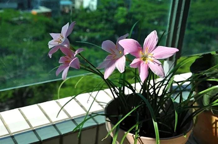 吾爱养花, 与性别年龄身份无关!