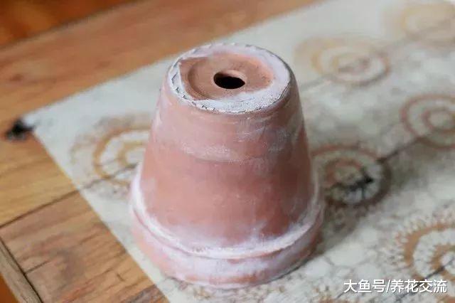 教你养好家里可爱的熊童子多肉盆栽, 不怕掉叶子
