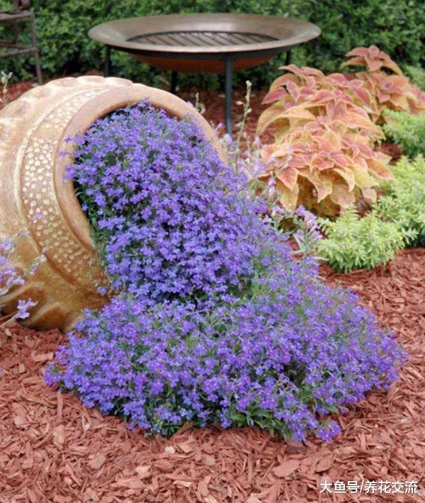 用花盆养花还能搞出新花样, 用这方法养花朵就像是溢满的花海