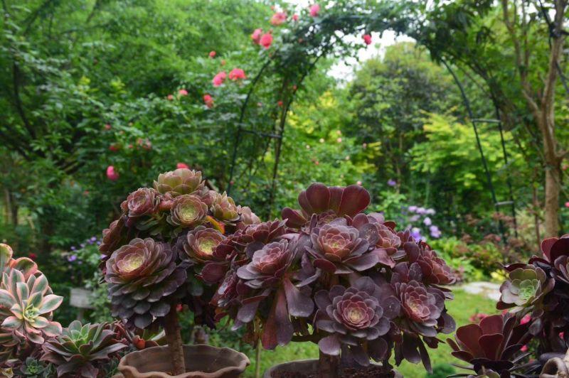 她用3年时间, 把鸡窝打造成了花园, 处处鸟语花香!