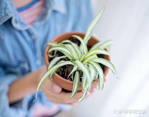 这些耐阴植物养办公室桌面上很适合, 养几年都不会挂