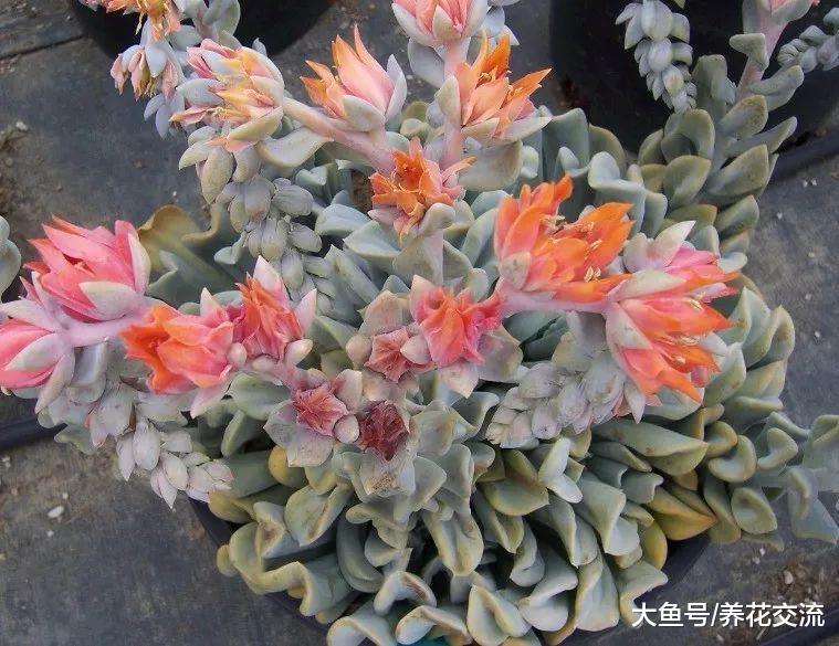 10种特别不寻常的多肉植物, 种在阳台上朋友都认不出一两种