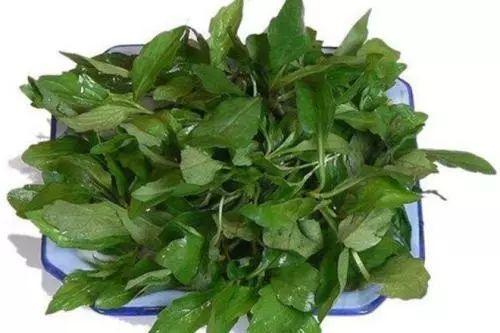 夏天可以什么都没有, 绝对不能没有这些消暑必备的绿植!
