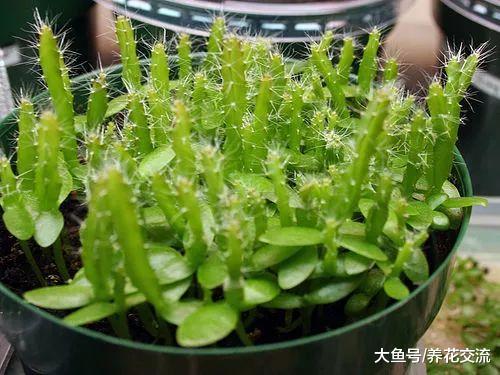 火龙果的籽养成可爱的小盆栽, 长满一盆翠绿的小幼苗