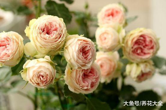 月季越养越丑? 那就给它剪一刀, 轻松养满盆!