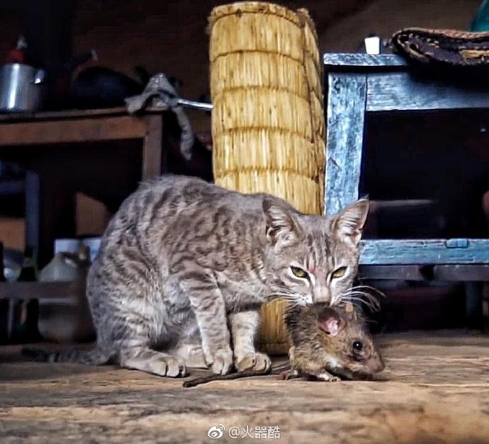 大家给此图起个名吧 猫和老鼠的