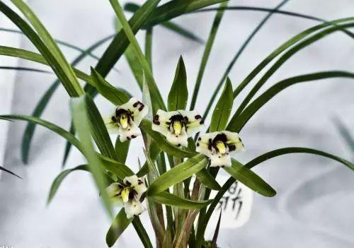 兰花养殖该注意什么? 为什么叶子会发黄变黑? 该怎么办?