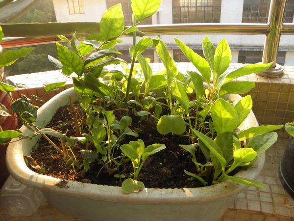 这种天然钙片, 在家种上盆, 爽脆可口, 半个月就能吃!