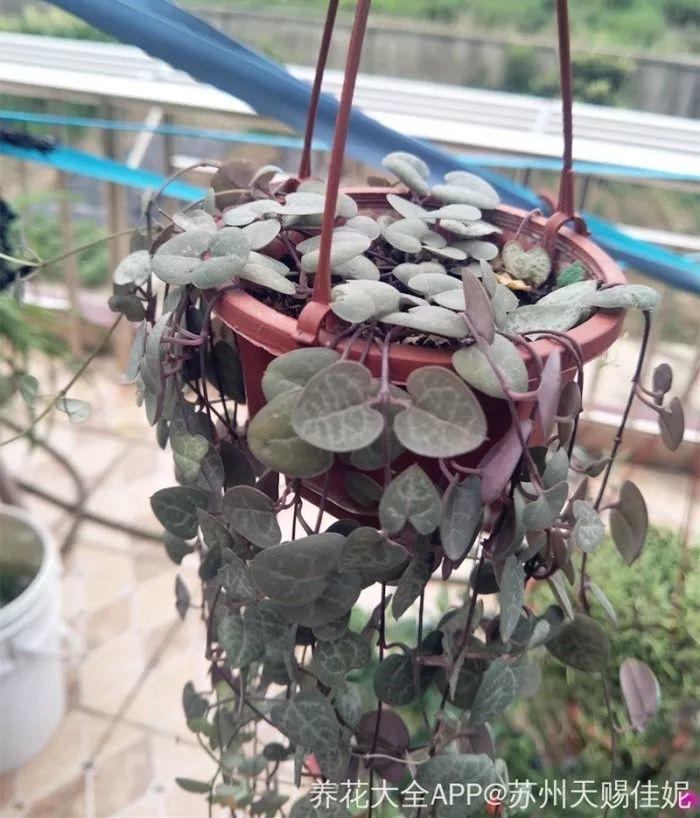 夏天养不好花? 试试这7种垂藤花, 随便一挂就成瀑布!