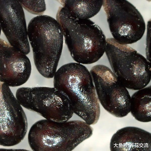 火龙果的黑籽轻松养成爆盆的可爱多肉, 长大后完全变了样