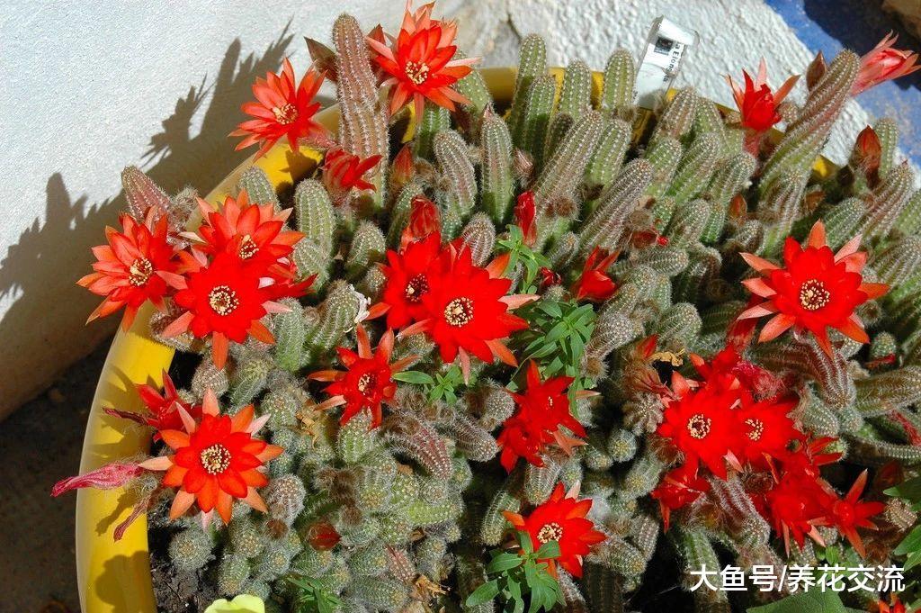 很多人将白檀仙人掌误以为是鼠尾仙人掌, 开花特别好看