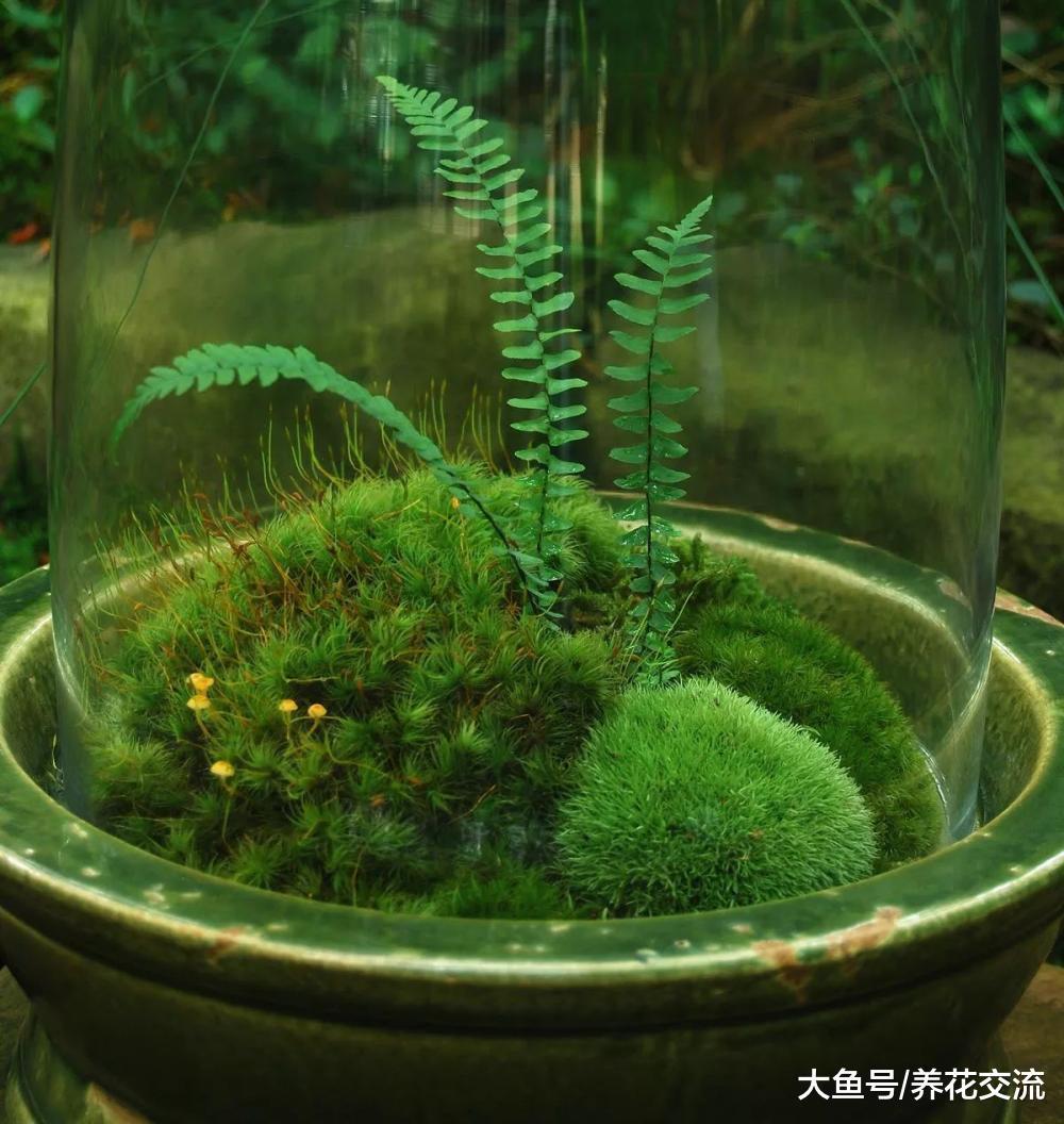 制作苔藓植物景观需要讲究的小技巧, 让苔藓和玻璃瓶完美结合