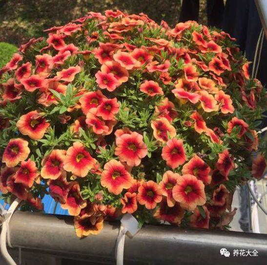 这花吊起来养, 一夏天都不想出门, 还不占地儿!
