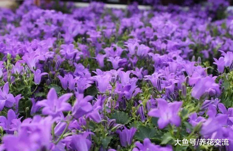 这6种花朵都是吊钟型的, 你喜欢哪一个品种呢?