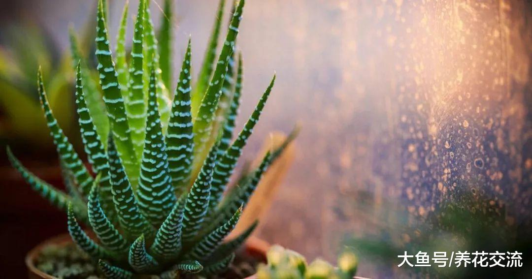 叶子上有斑马条纹的芦荟盆栽, 常年不浇水也能存活