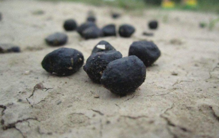 这“3种”小东西拿来养“虎皮兰”, 根系壮, 侧芽冒不停!