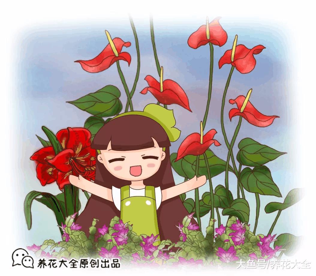 这5种花, 给点光就开爆盆, 漂亮又好养!