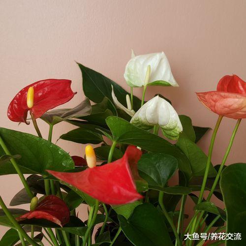 没想到红掌也有不同的颜色, 有着像火烈鸟一般的花朵