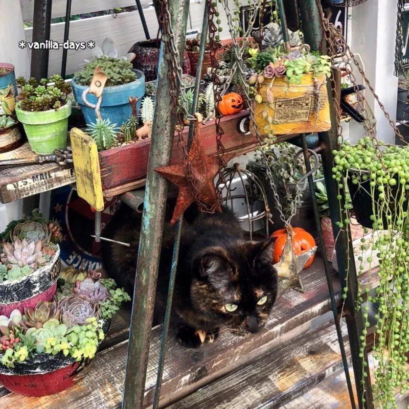 她家的猫, 陪主人一起养多肉, 满院子都塞不下了!