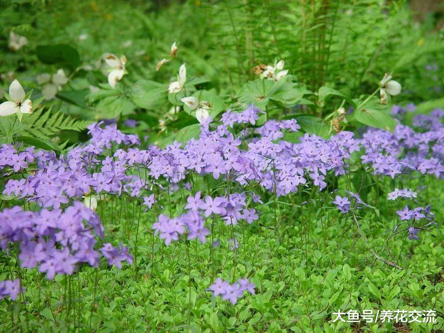 7种不需要怎么管理就能生长开花的匍匐植物, 能够抑制杂草丛生