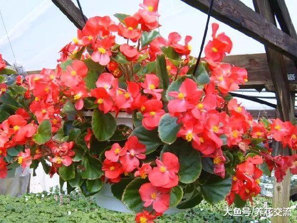 这种可以四季开花的秋海棠养护简单, 在室内养着就能生长