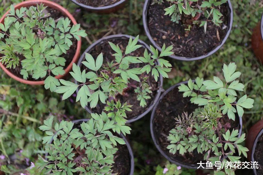 在院子阴凉的环境下开出灿烂花朵的荷包牡丹, 耐寒性极强