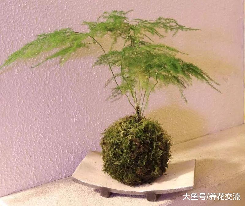 家里这4种常见的盆栽绿植, 用这些方法养就不怕叶黄烂根了