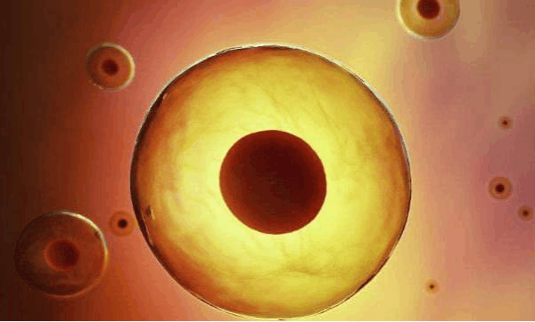 女人一生有500个成熟卵子, 最佳受孕机会只有84次