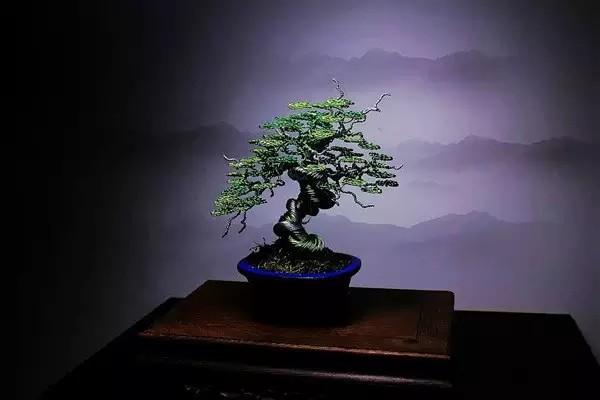 这盆景, 一次成型就是终身艺术, 不要浇水、修剪、施肥;网友: 活艺术!
