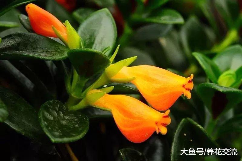 花朵像一条条金鱼的吊兰, 吊在窗台上养就能花开满枝