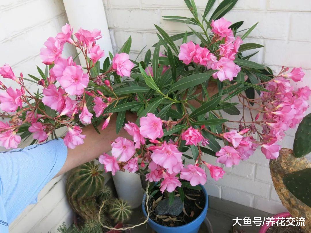 夹竹桃的毒性那么强, 为什么还有那么多人养这种花卉