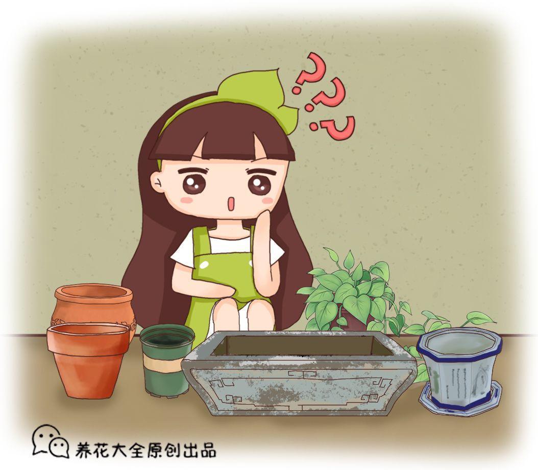 多肉盆里塞点它, 呼呼冒白根, 长得壮实不招虫!