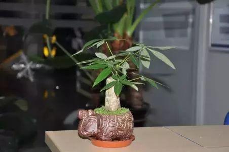 这些常见的植物, 原来还有着吉祥的寓意, 以前都白养了!