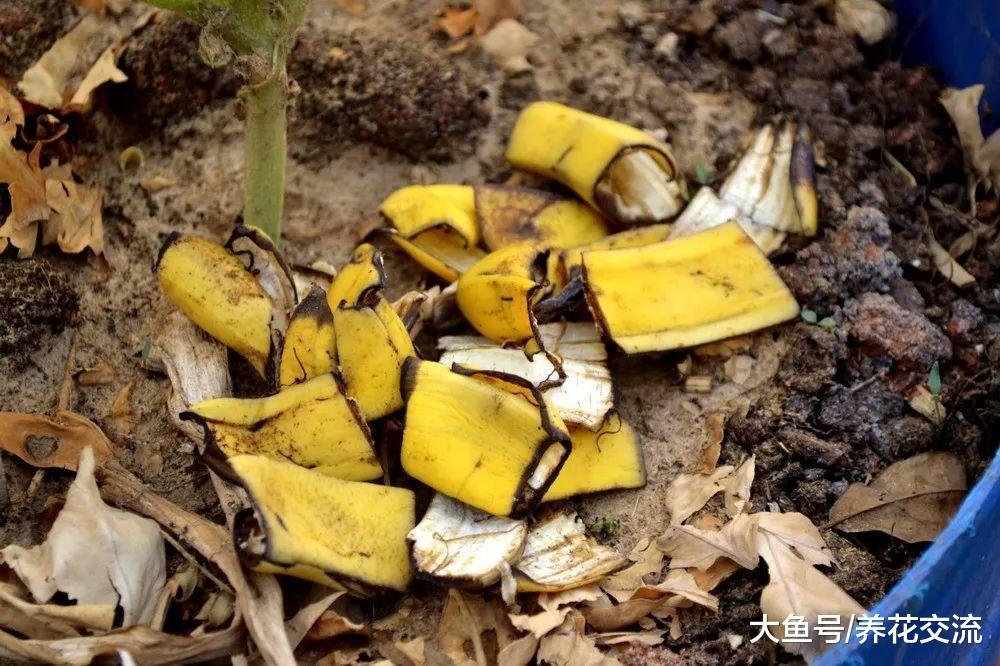 用香蕉皮来制作肥料的10种方法, 吃完的果皮不要丢了