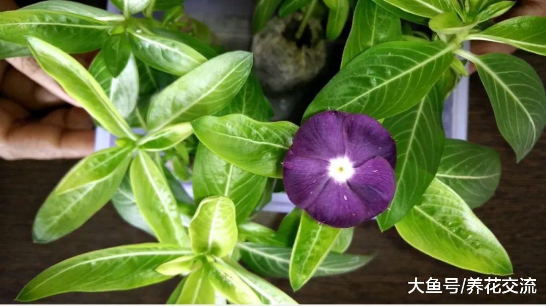 可以一年四季开花的长春花, 没想到还有这么多品种